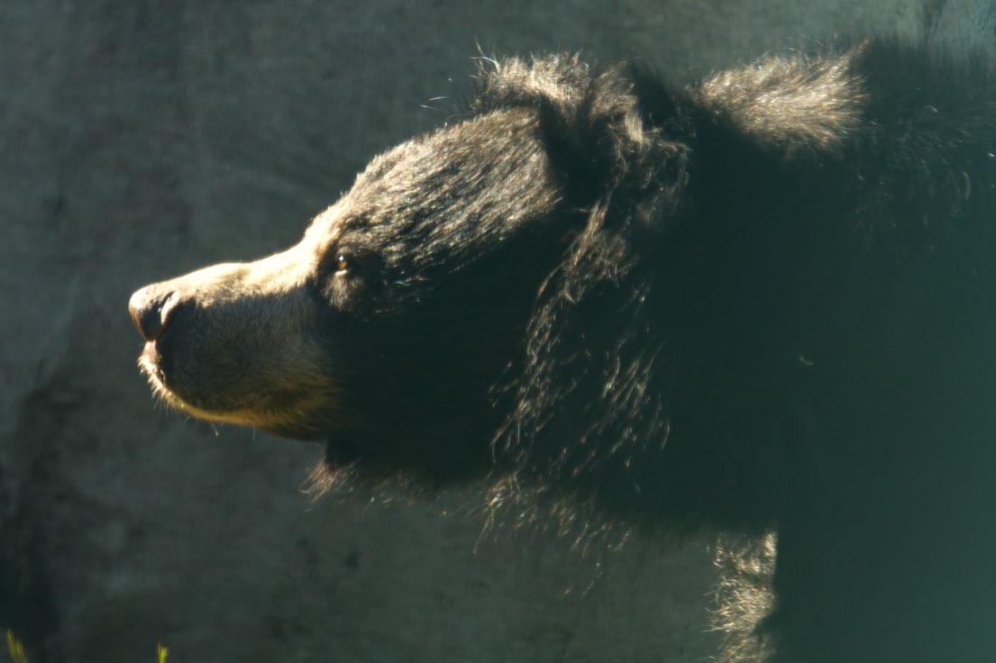 Sloth Bear 1006